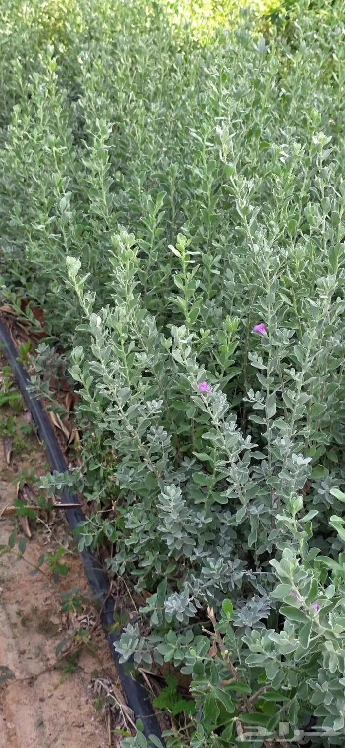 نباتات الزينة والعطريات والزهور   نجران 5