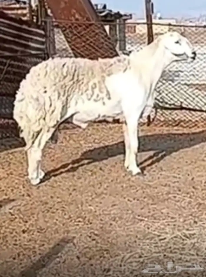 صنف حري جاهز للهداد غير مشروط 3