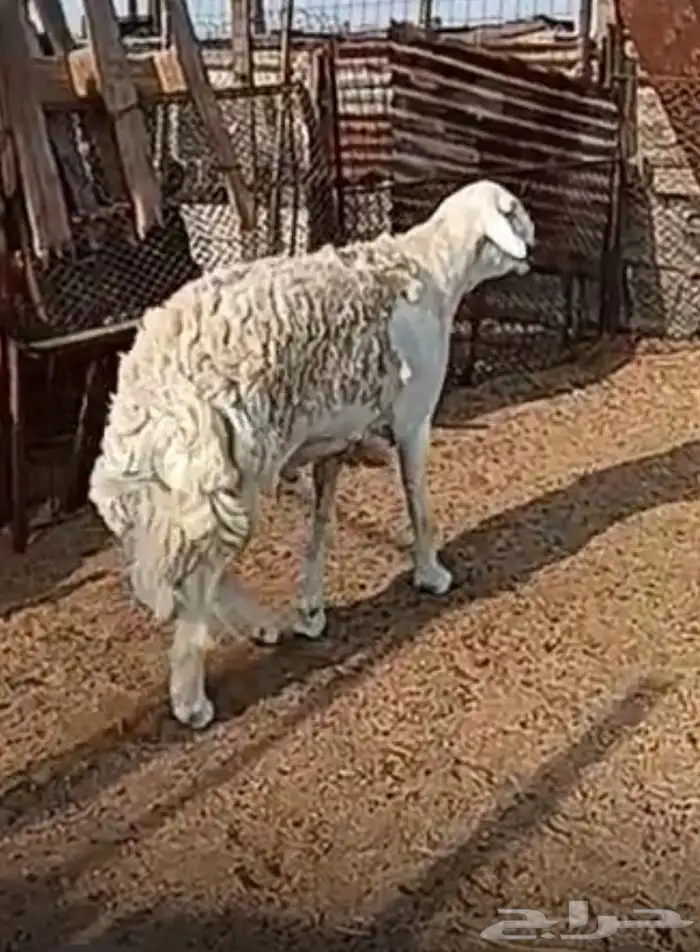 صنف حري جاهز للهداد غير مشروط 4