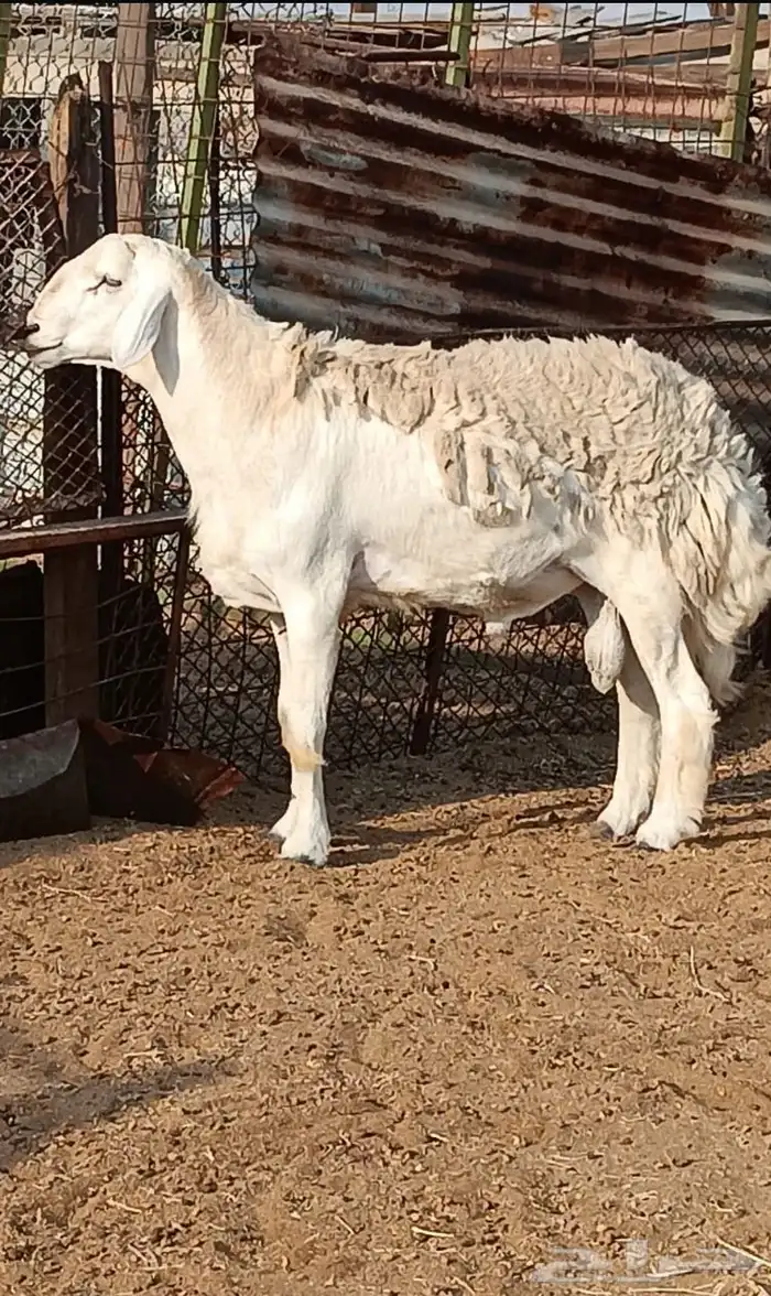 صنف حري جاهز للهداد غير مشروط 2
