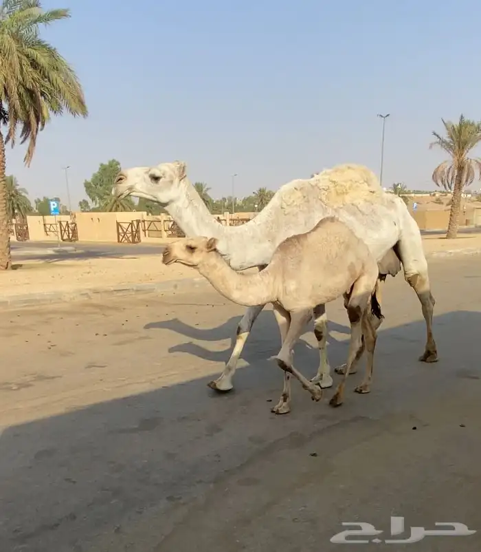 ناقه 0