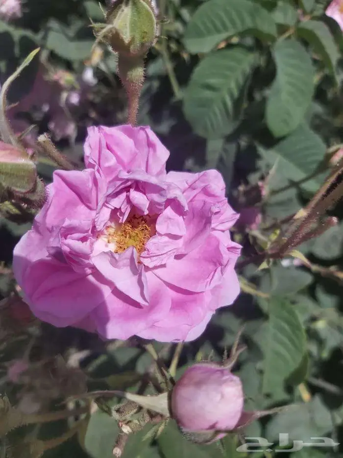 دهن ورد طائفي ملكي 7