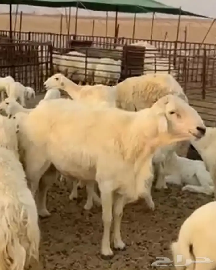 فحل حري حار وعلى جميع الشروط 0