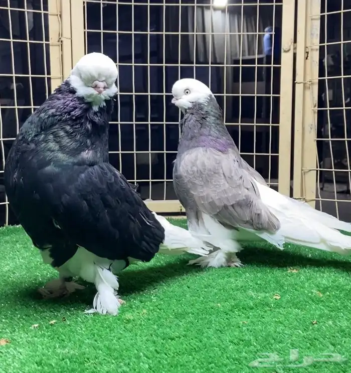 زوج لونق بول هد 2