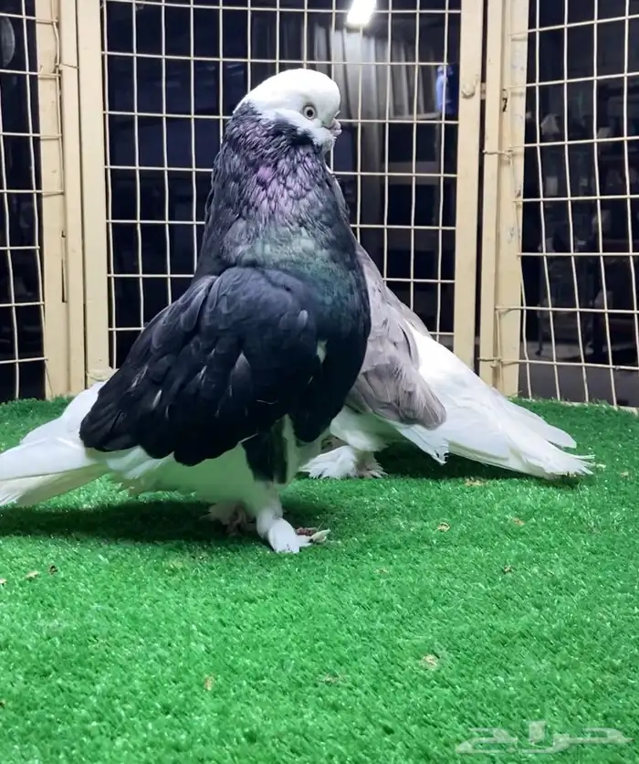 زوج لونق بول هد 1