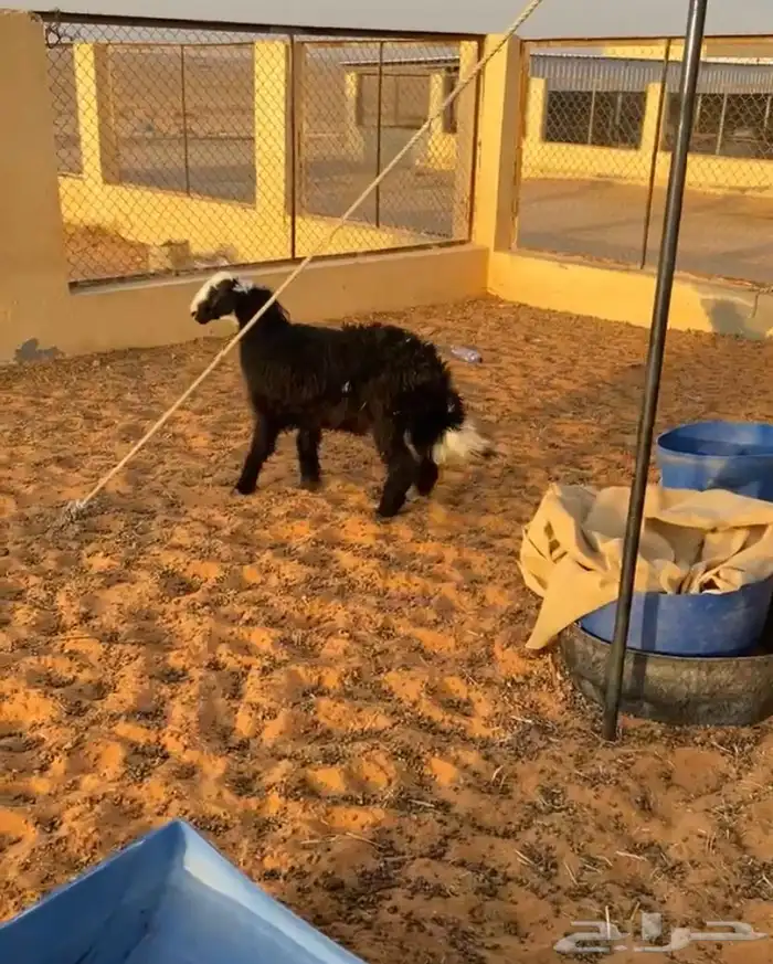 خروف نجدي 1