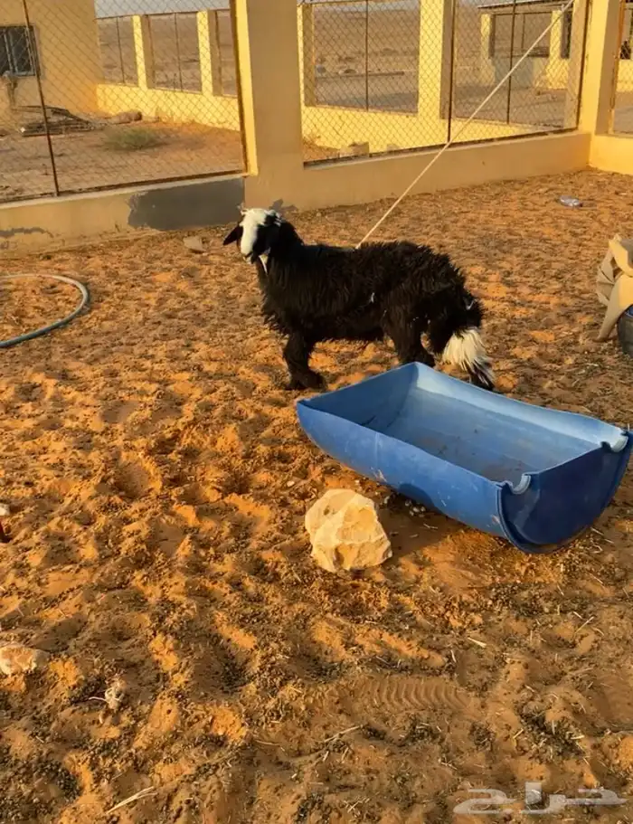 خروف نجدي 0
