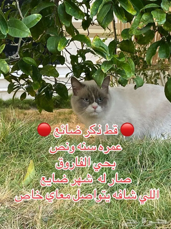 قط ضائع الشماسية 0
