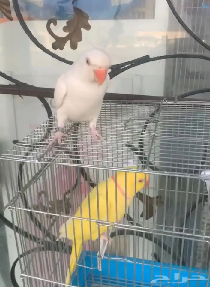 للبيع طيور درر هولندي اليفه متكلمه 3