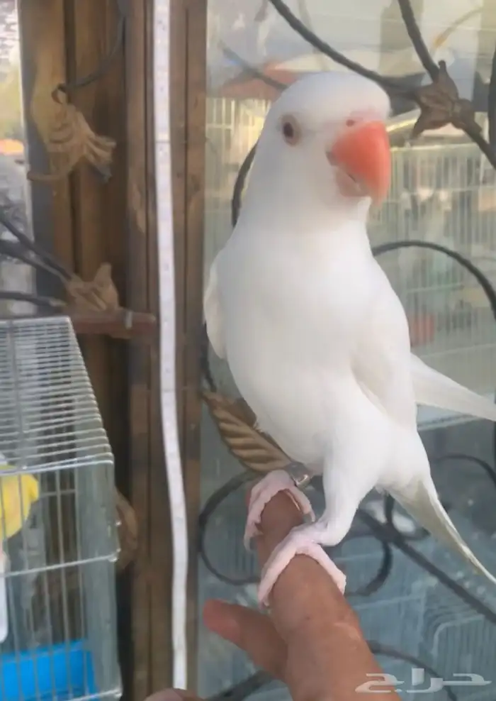 للبيع طيور درر هولندي اليفه متكلمه 1