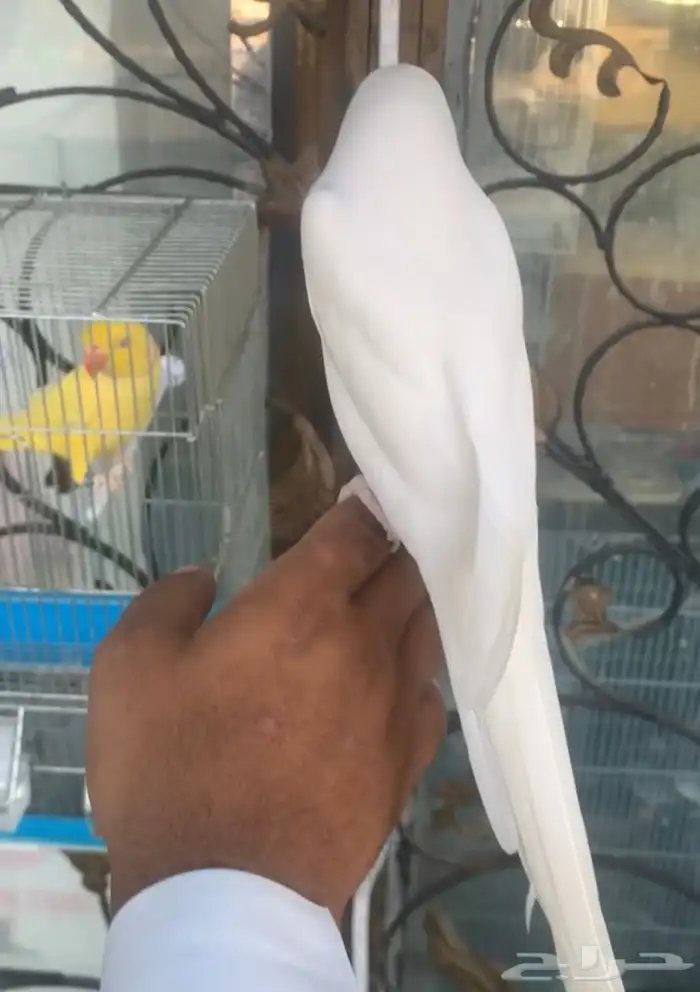 للبيع طيور درر هولندي اليفه متكلمه 2