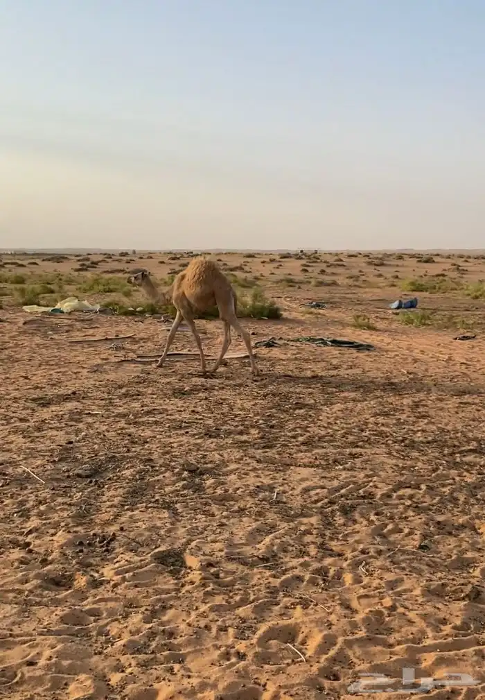 قعود العمر 4 شهور باقي المعلومات رقم جوال اتصال فقط 1