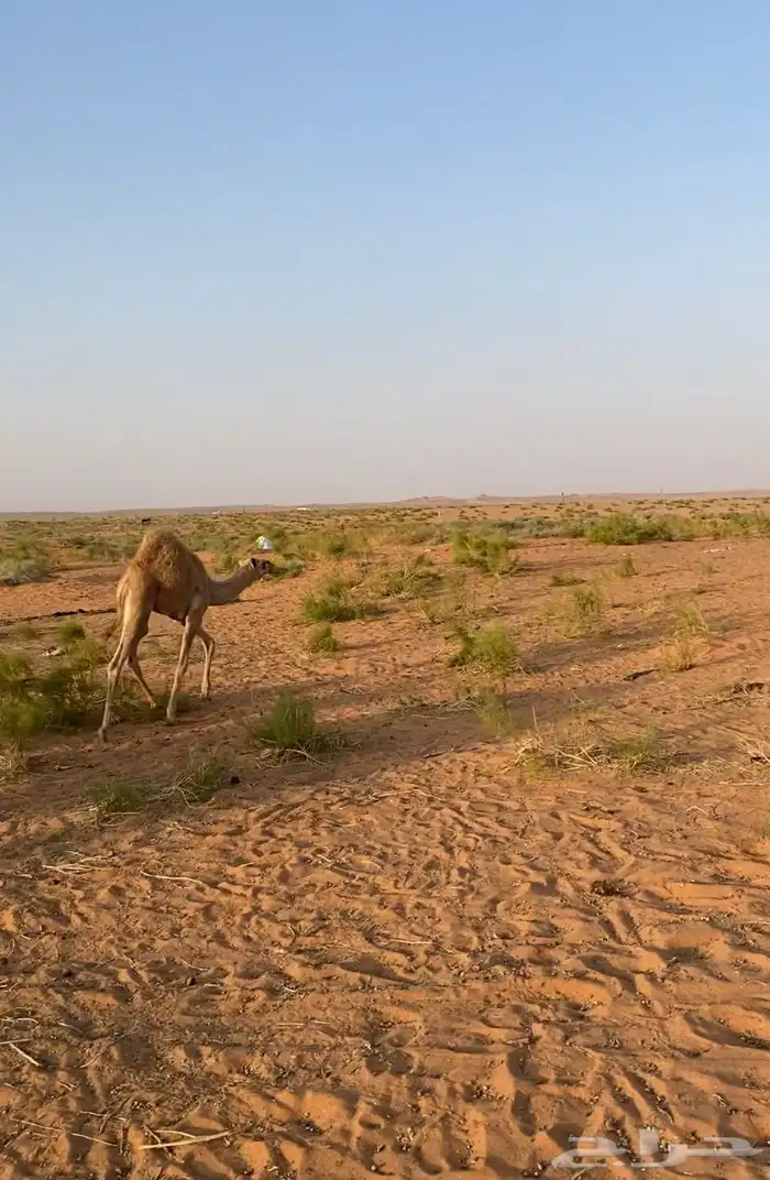 قعود العمر 4 شهور باقي المعلومات رقم جوال اتصال فقط 0
