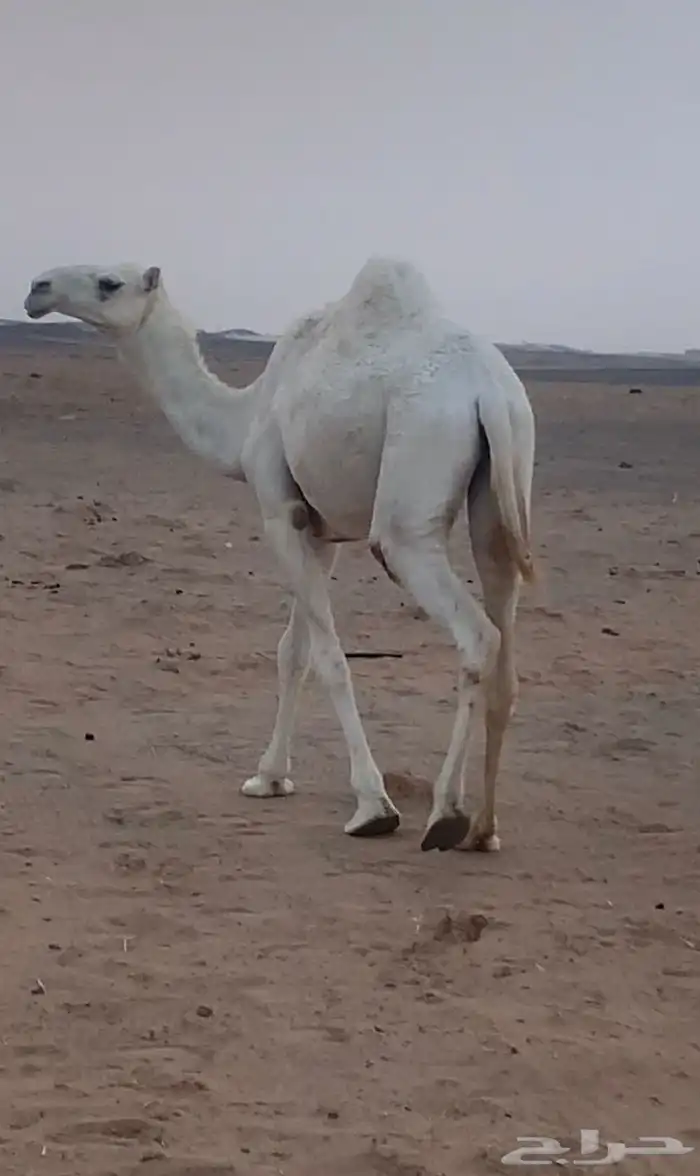 بكره حقه كحيلانية للبيع 1