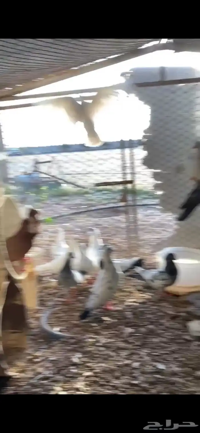 حمام مشكل بلدي مع فرنسي 2