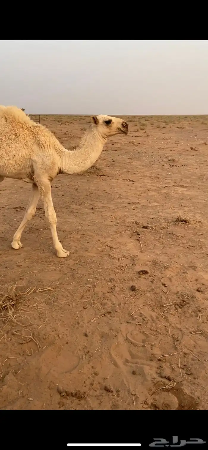 للبيع قعود 1