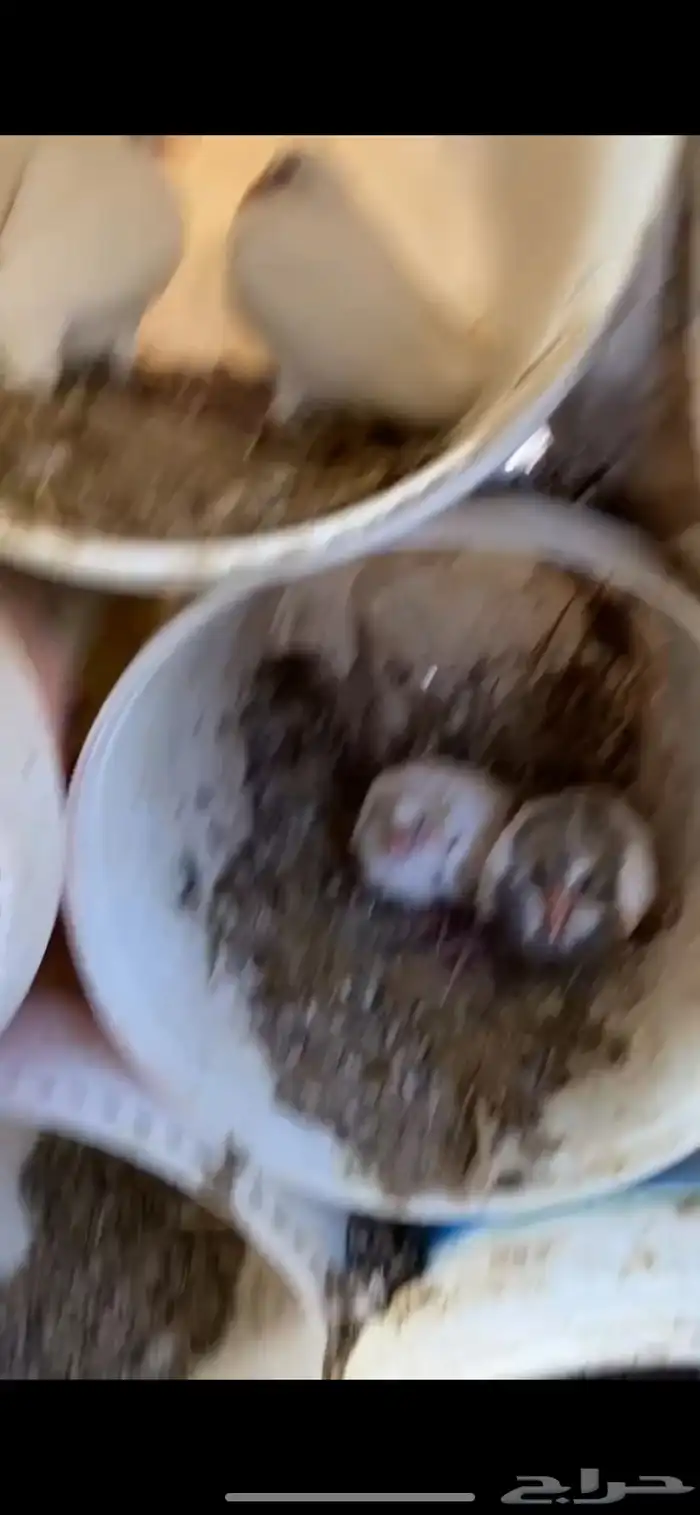 حمام مشكل بلدي مع فرنسي 7