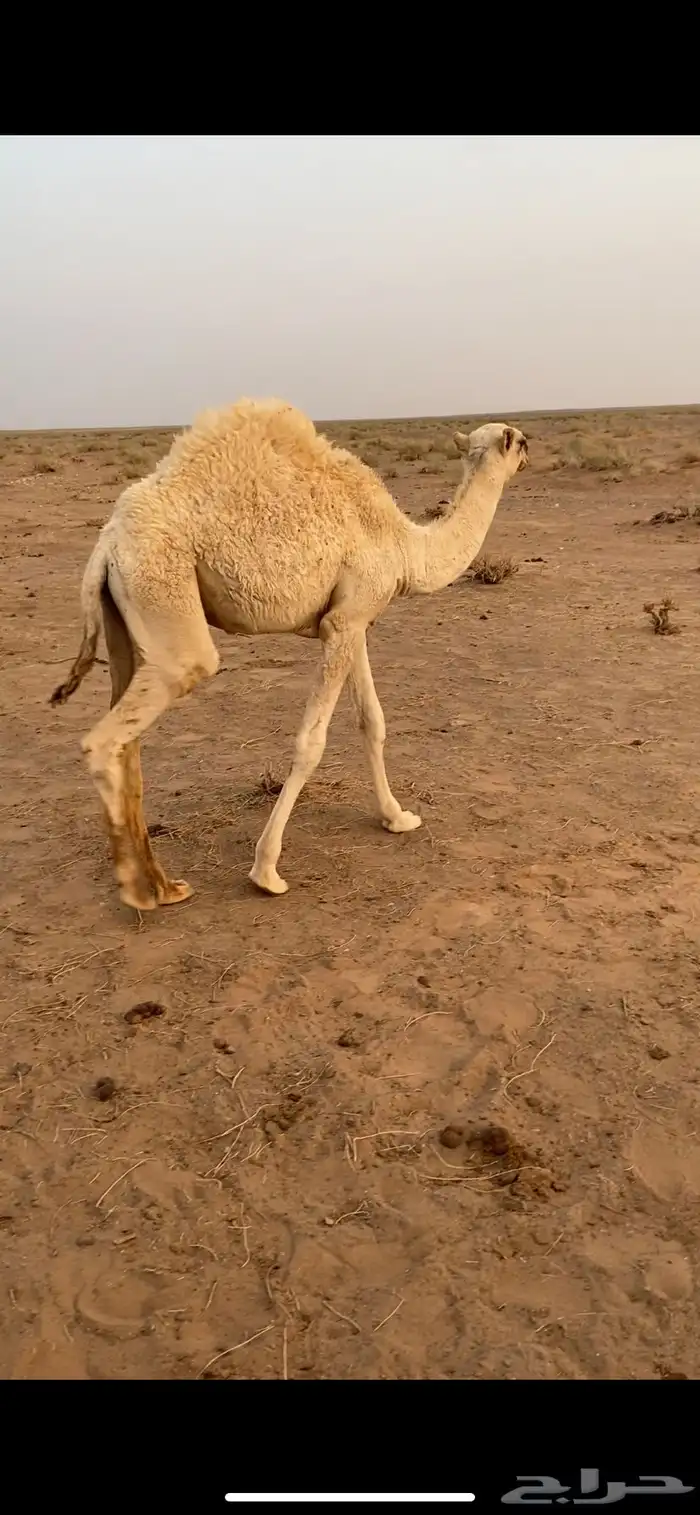 للبيع قعود 0