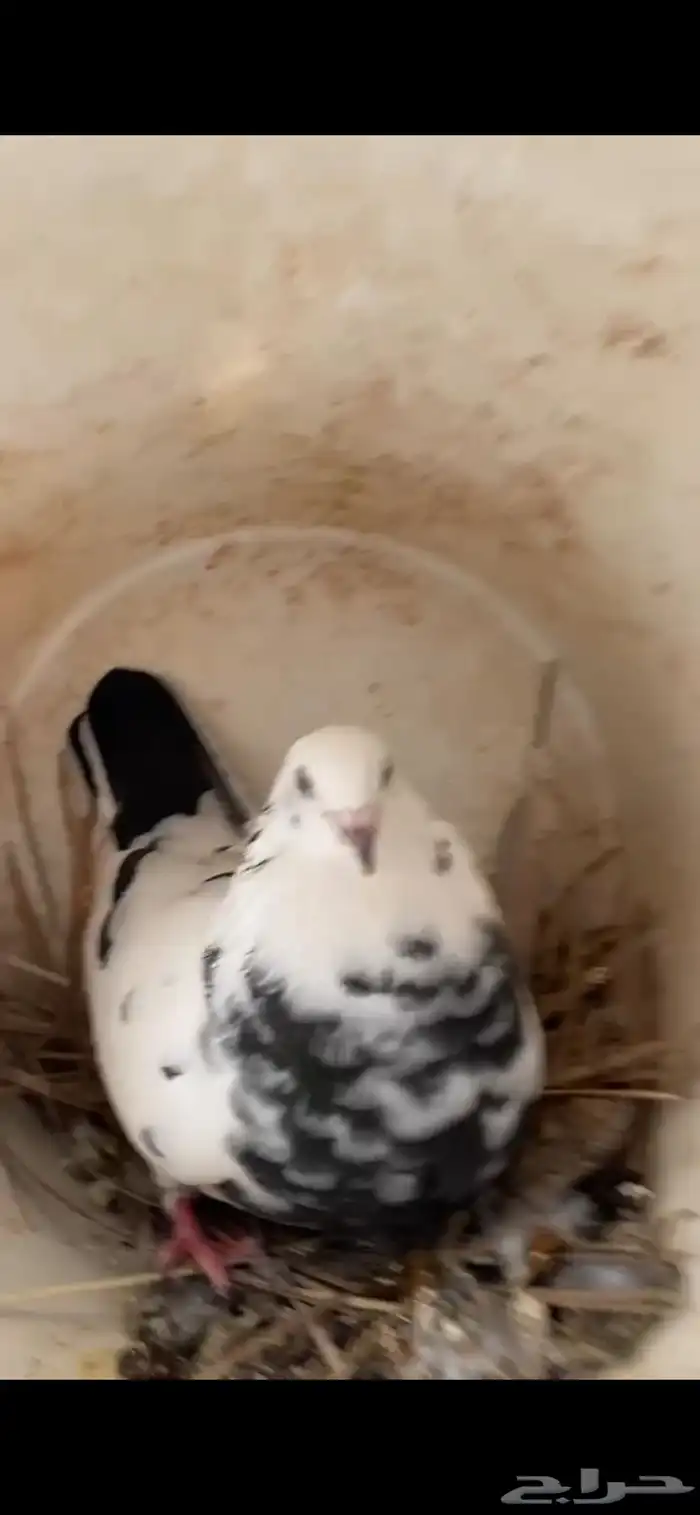 حمام مشكل بلدي مع فرنسي 3