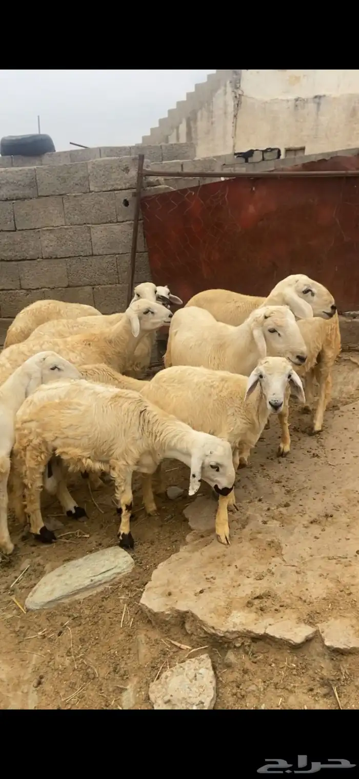 طليان للبيع 1