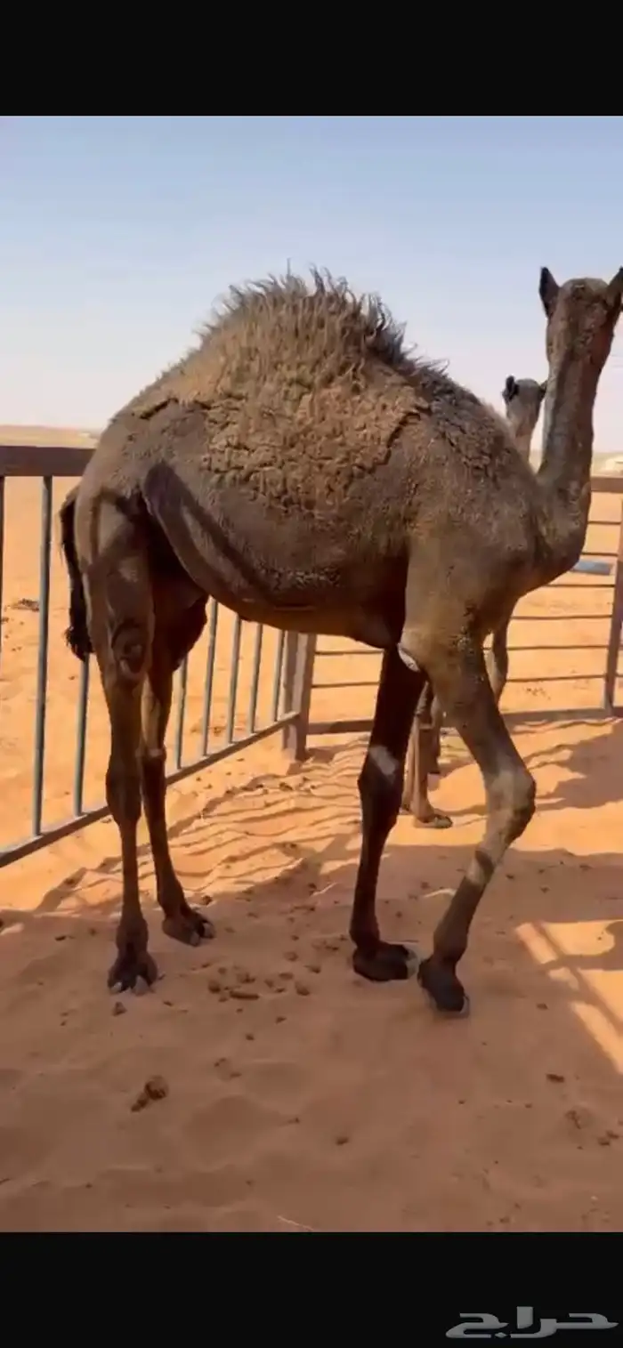 قعود مجهم على حليب امه وبرسيم 1