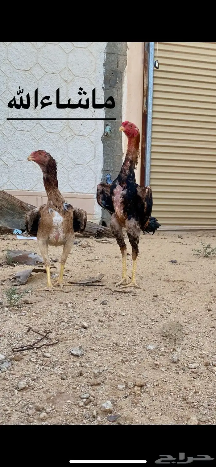 للبيع دجاج شامو ياباني 2