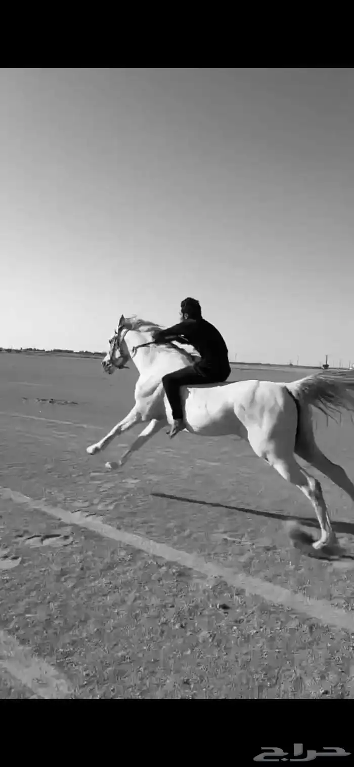 احصان شعبي كفو وله كسبات 2