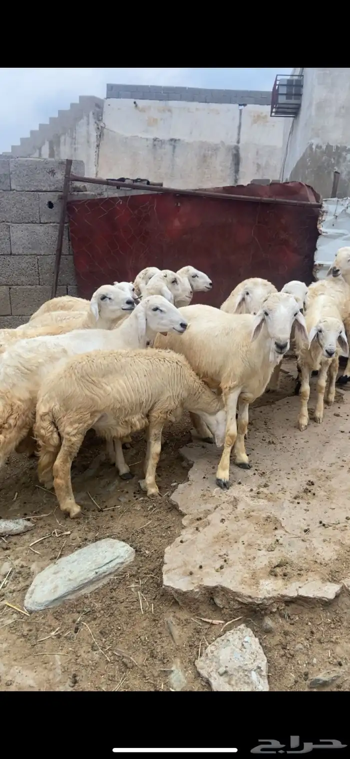 طليان للبيع 2