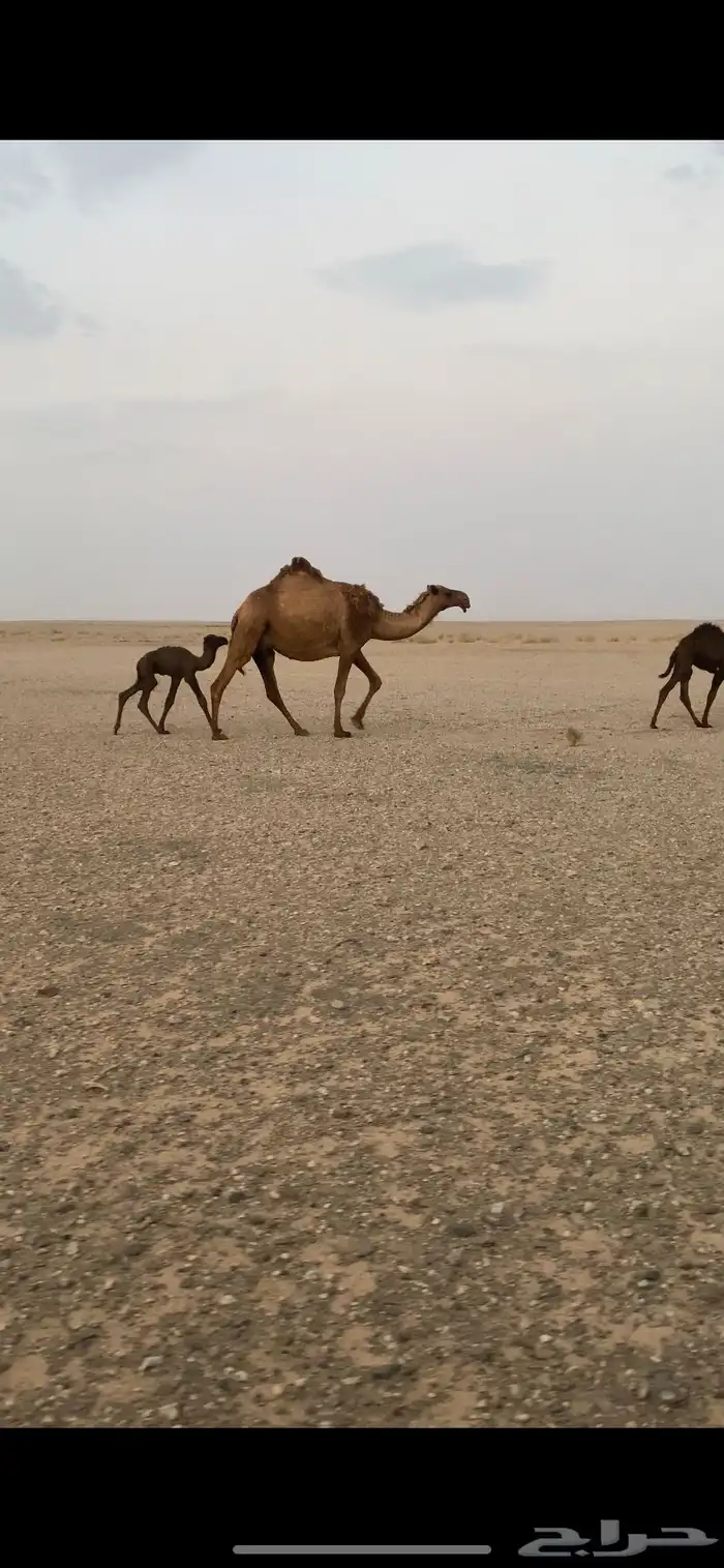 لبيع الخلفه 1