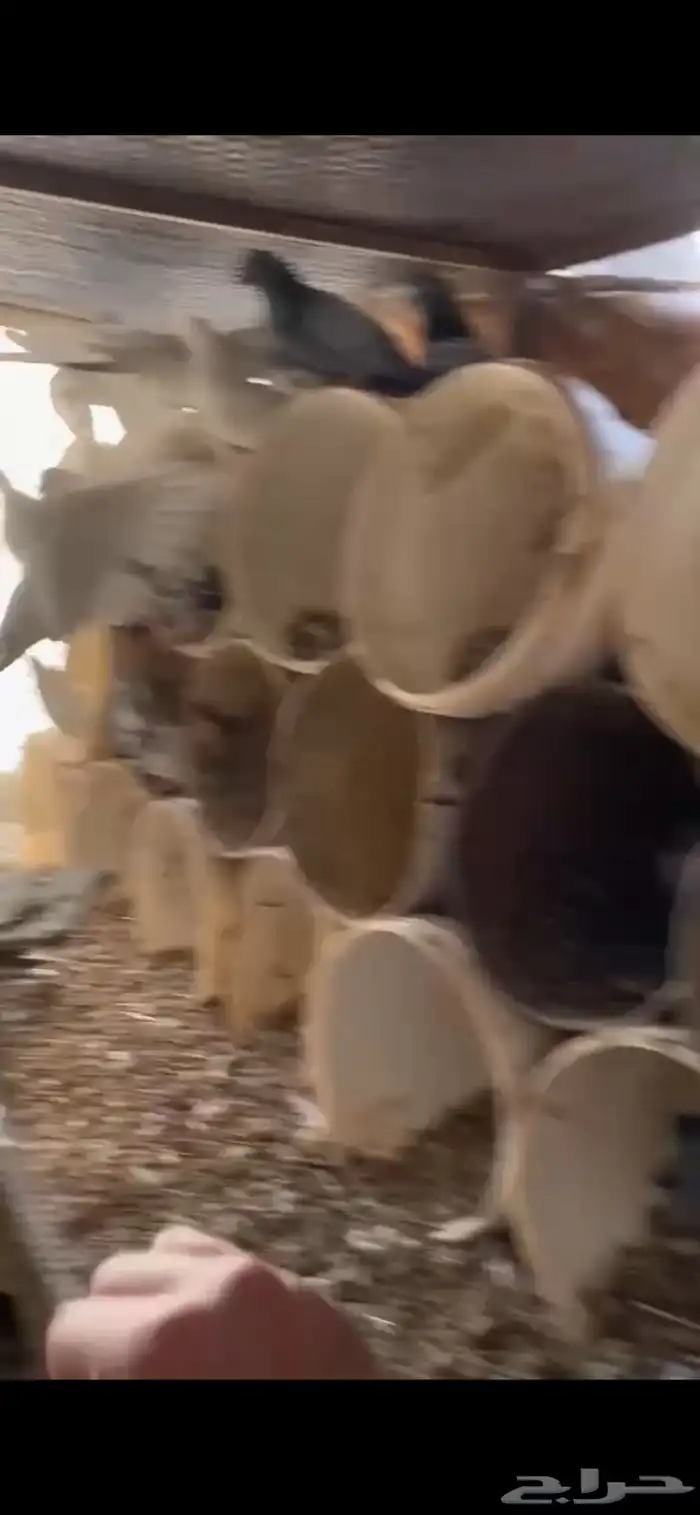 حمام مشكل بلدي مع فرنسي 1