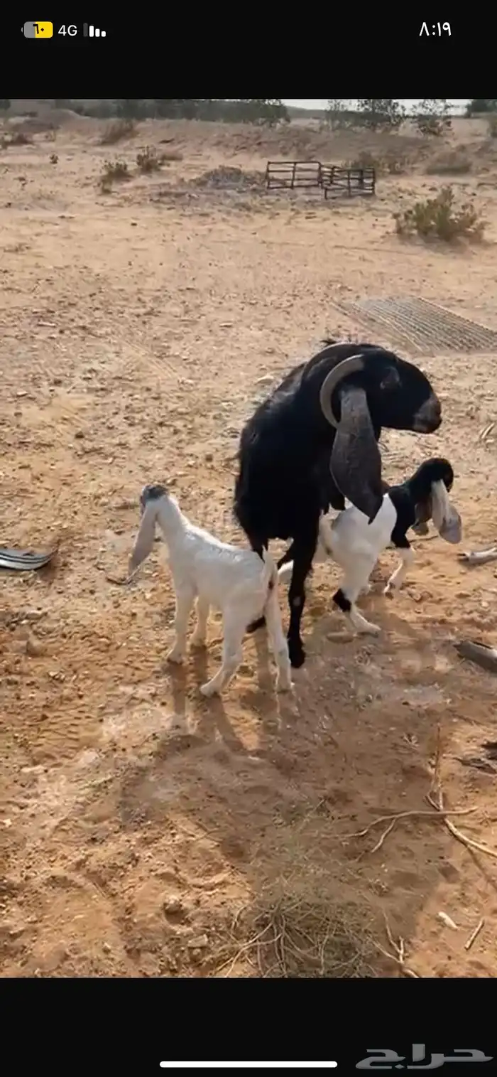 عنز 0
