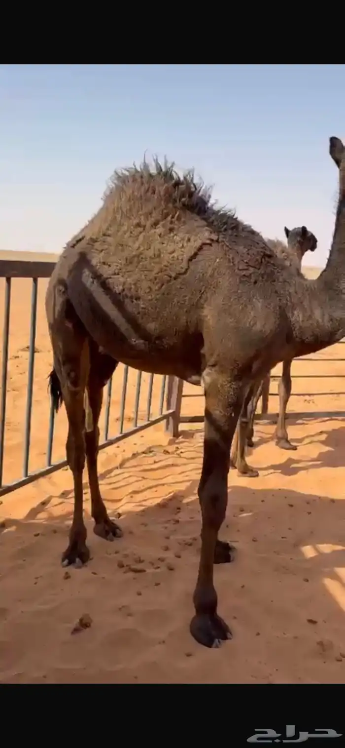 قعود مجهم على حليب امه وبرسيم 0