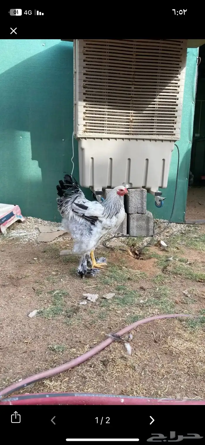 دجاج براهما 14