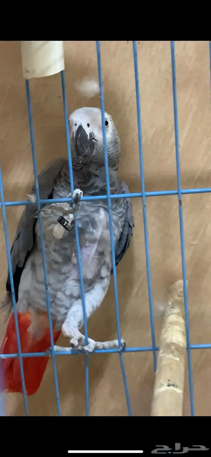 جوز كاسكو سوبر جامبو 6