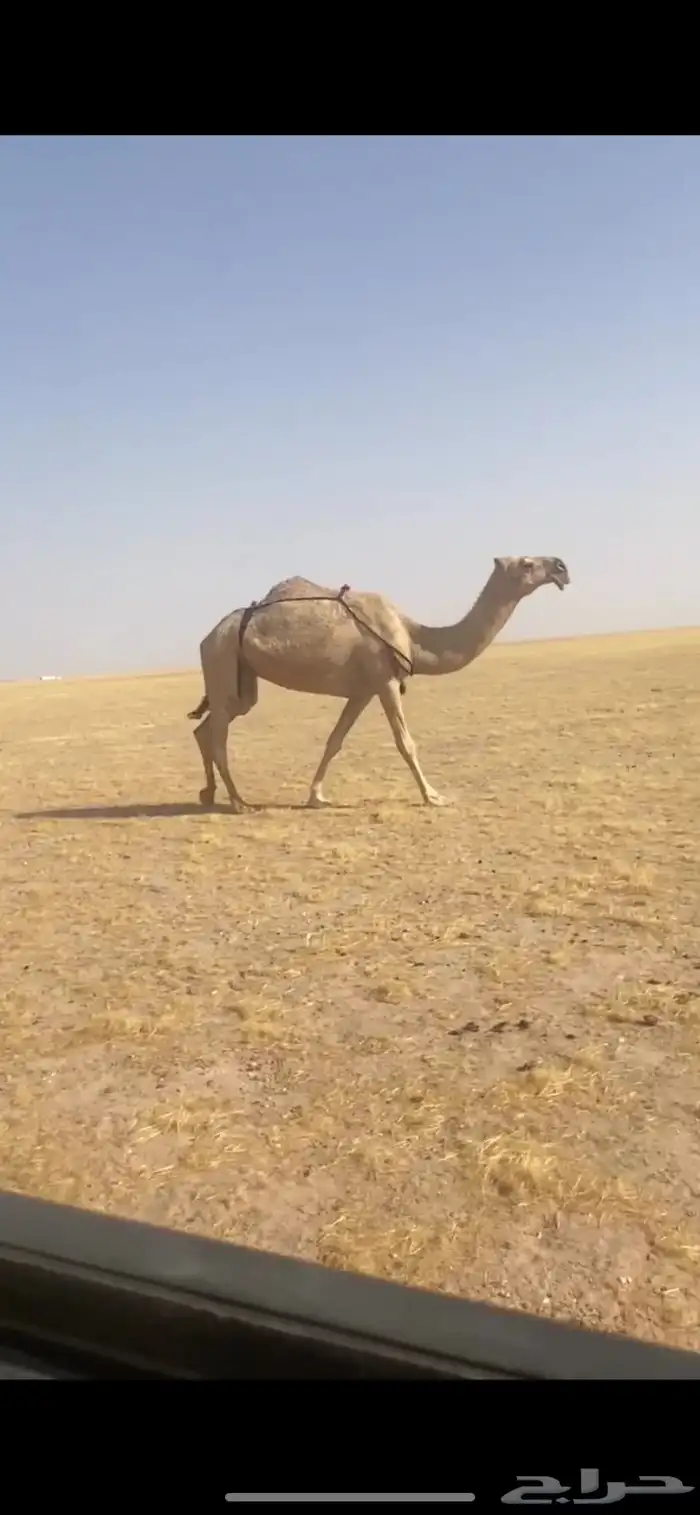 ضروبه 0