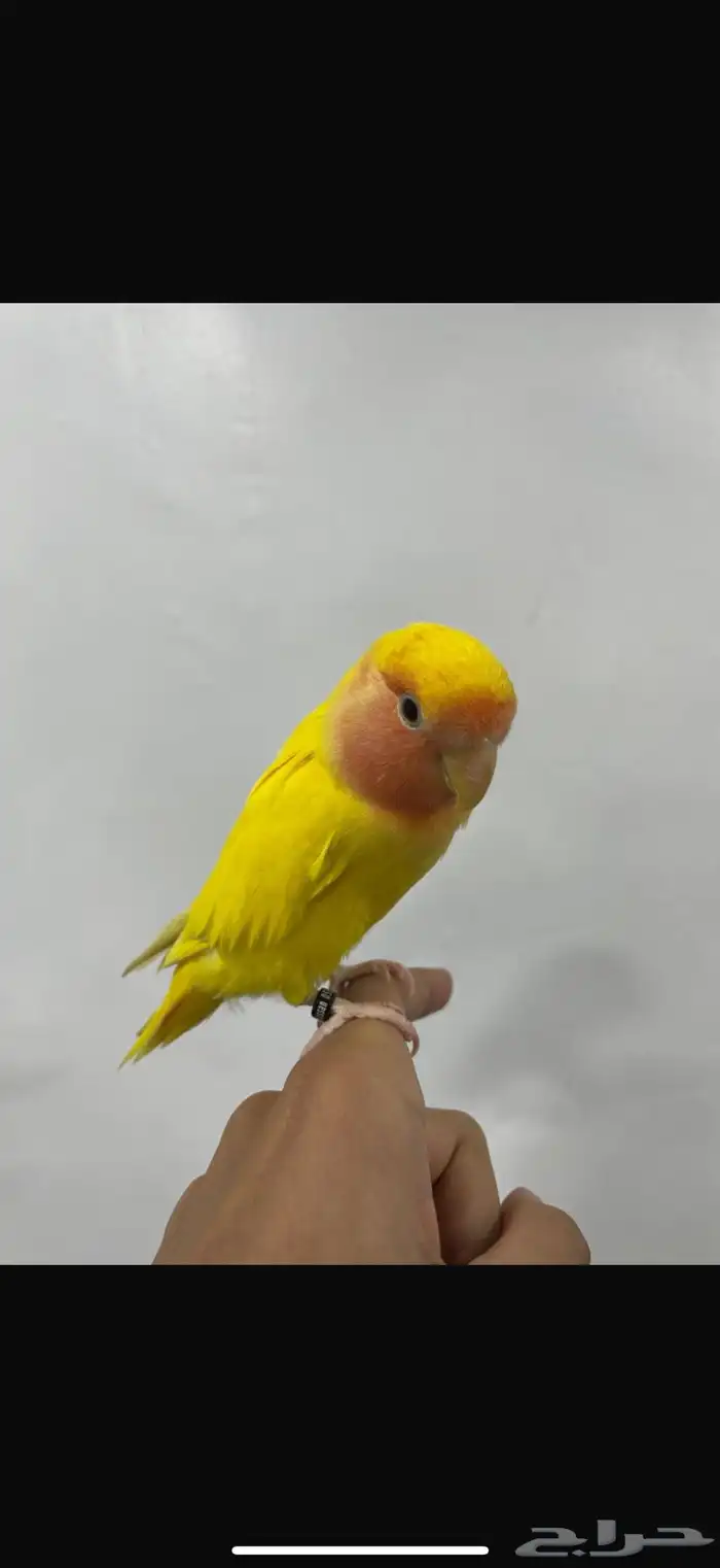 للبيع روز العدد1 اليف ويركب ع اليد الجنس ذكر السعر 250 0