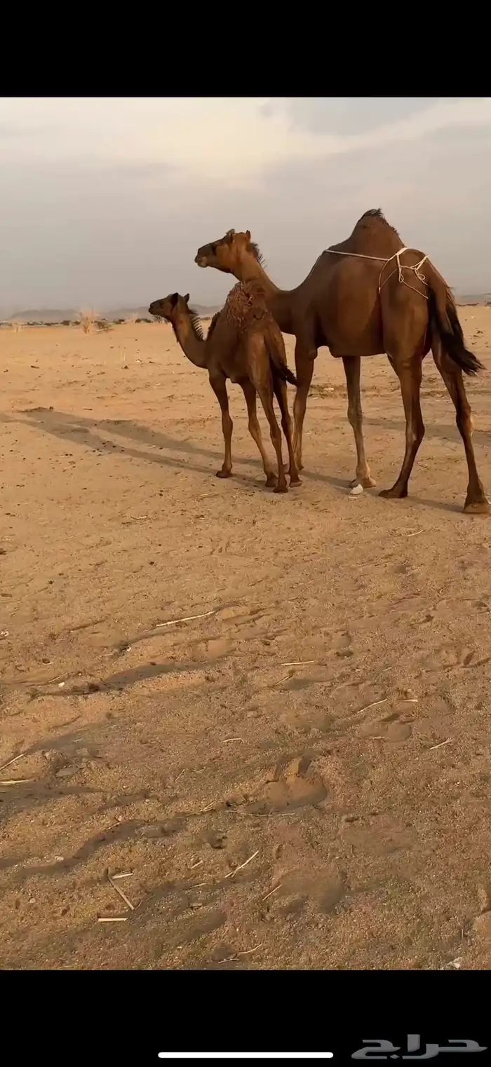 خلفه ثنو ساحليه مشروطه 3