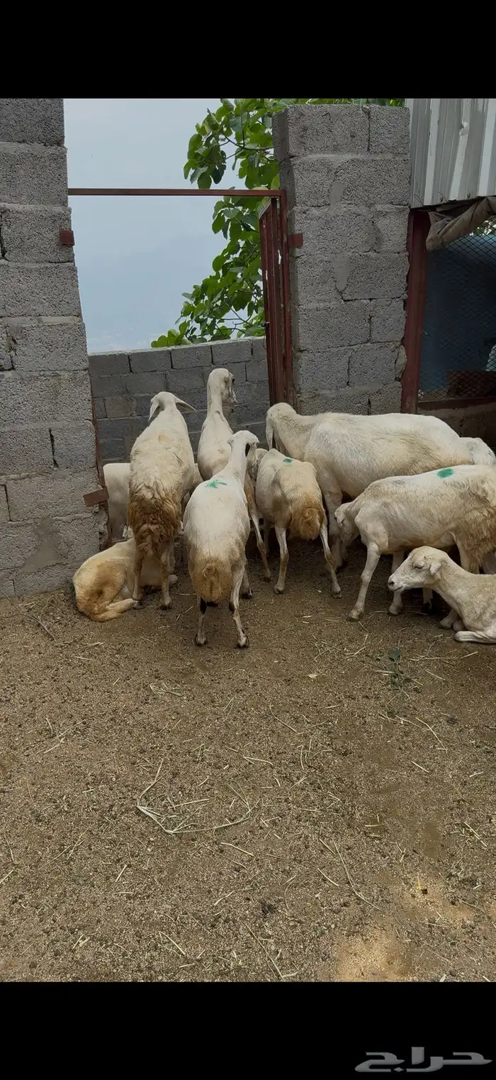 ضان للبيع جمله قرايب 1