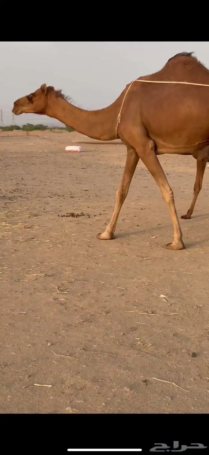 خلفه ثنو ساحليه مشروطه 4