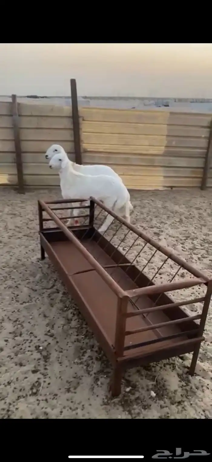 جذعان حري كرامه 1