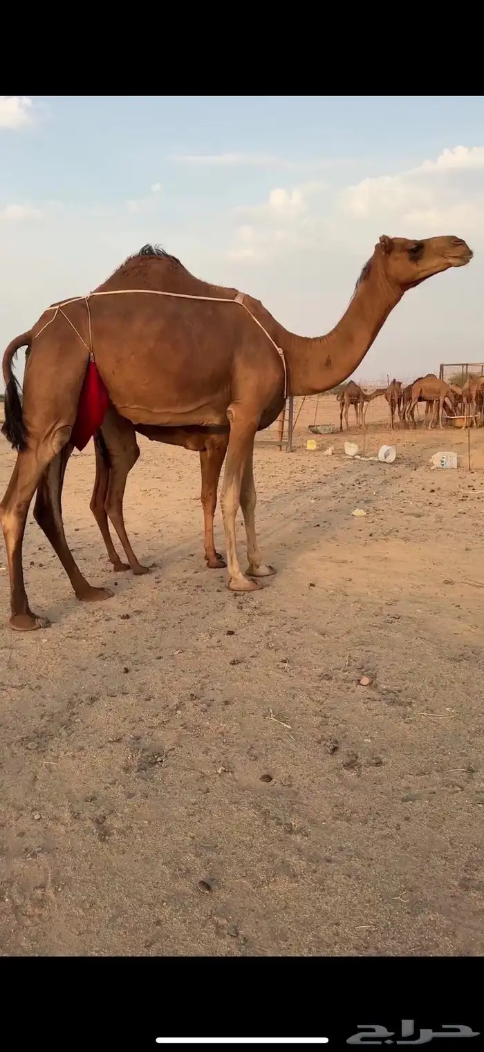 خلفه ثنو ساحليه مشروطه 2