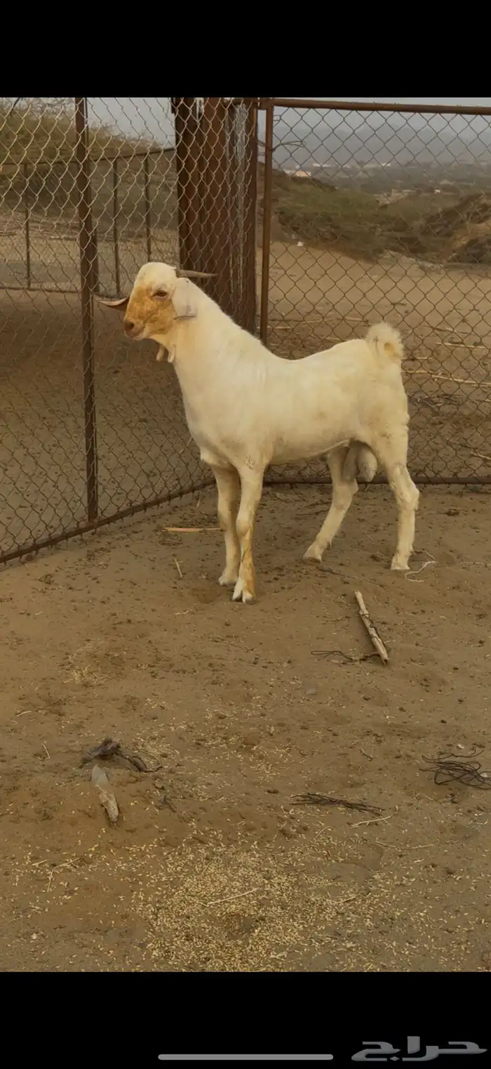 مشروع فحل ابرص فاخر 0