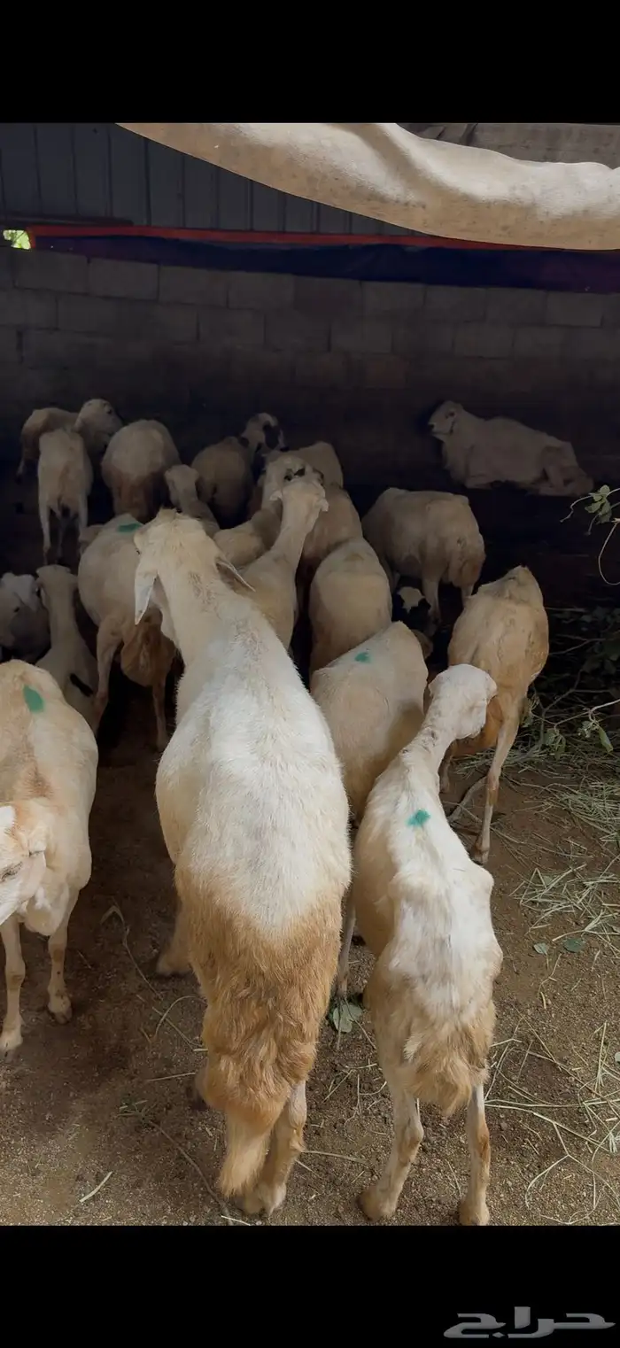 ضان للبيع جمله قرايب 4