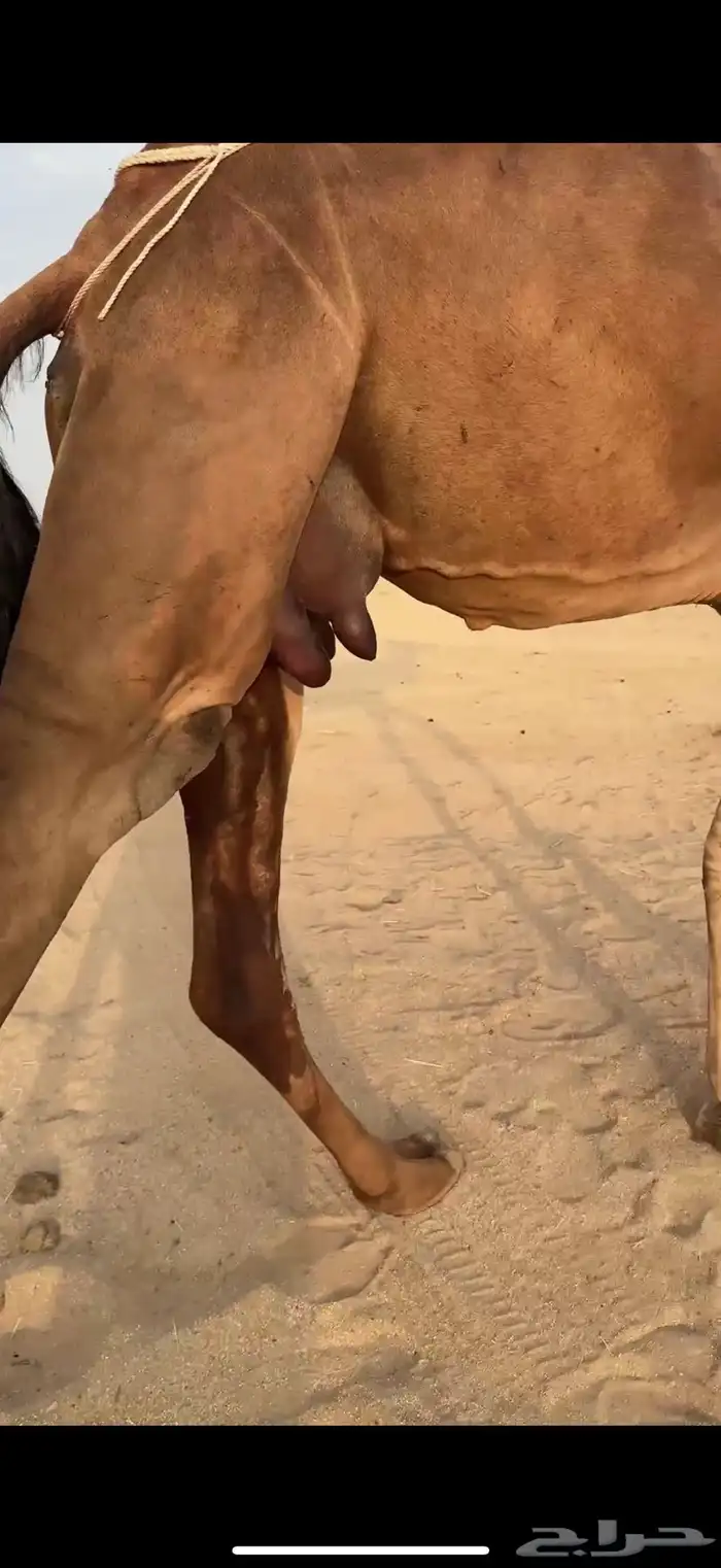 خلفه ثنو ساحليه مشروطه 6