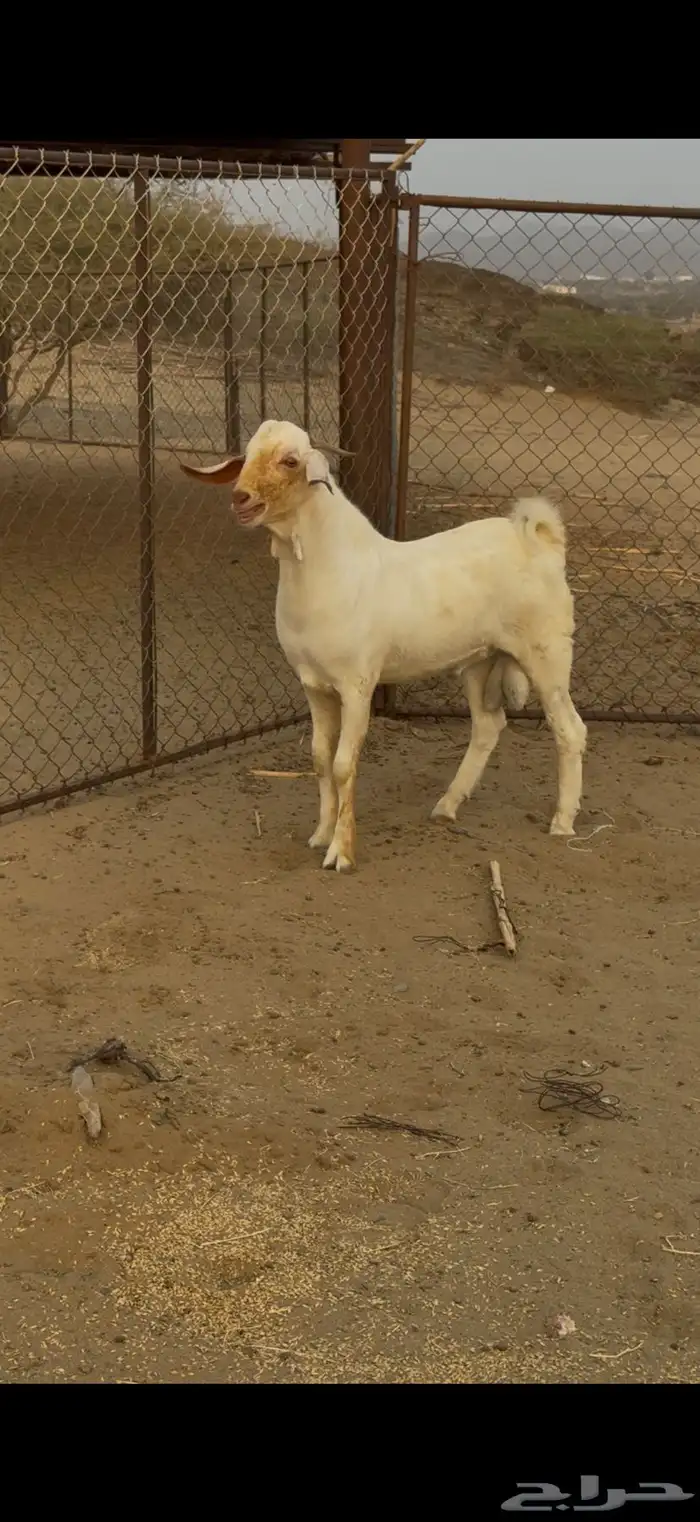 مشروع فحل ابرص فاخر 1