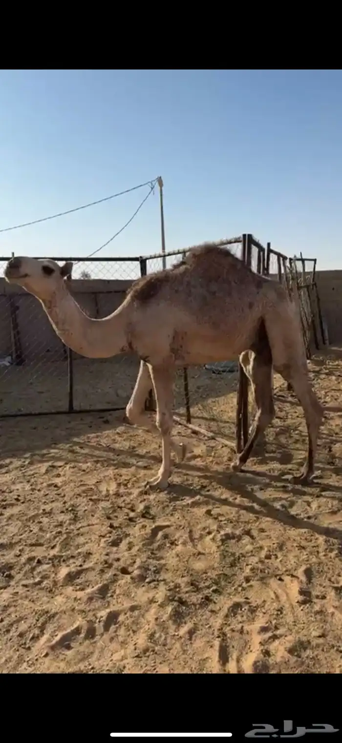 قعود للبيع 0