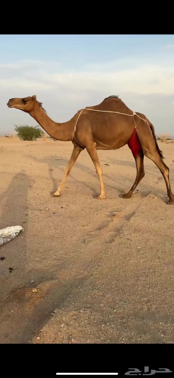 خلفه ثنو ساحليه مشروطه 5