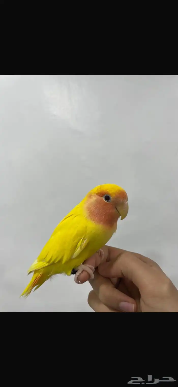 للبيع روز العدد1 اليف ويركب ع اليد الجنس ذكر السعر 250 1