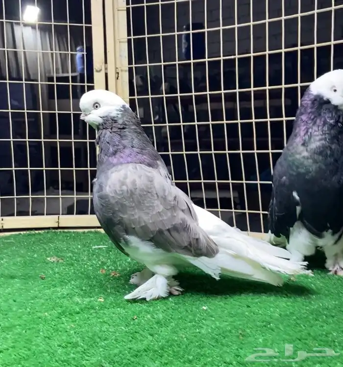 زوج لونق بول هد 3