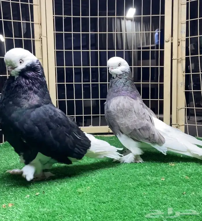 زوج لونق بول هد 0